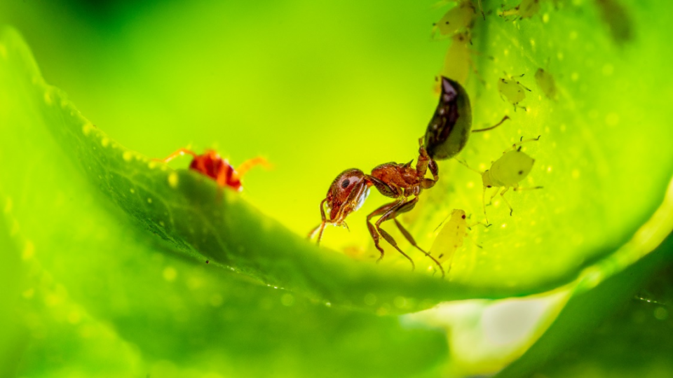 海鳝的"私人牙医"竟然是小小的它.