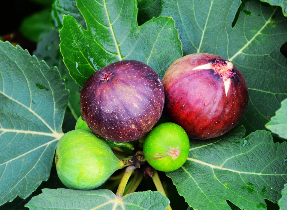 哪六种人不宜食用无花果?