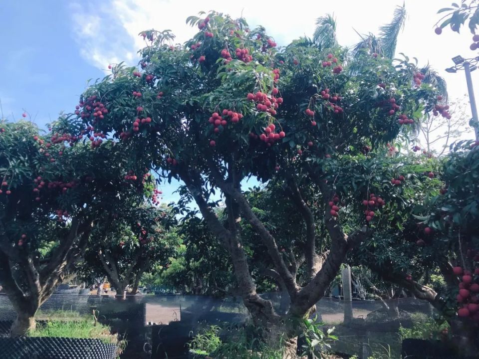 这棵让"尔滨"又火了一把的荔枝树,"缘"自茂名这里