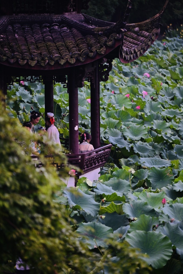 雨后天色虽渐晚西湖荷塘依旧美