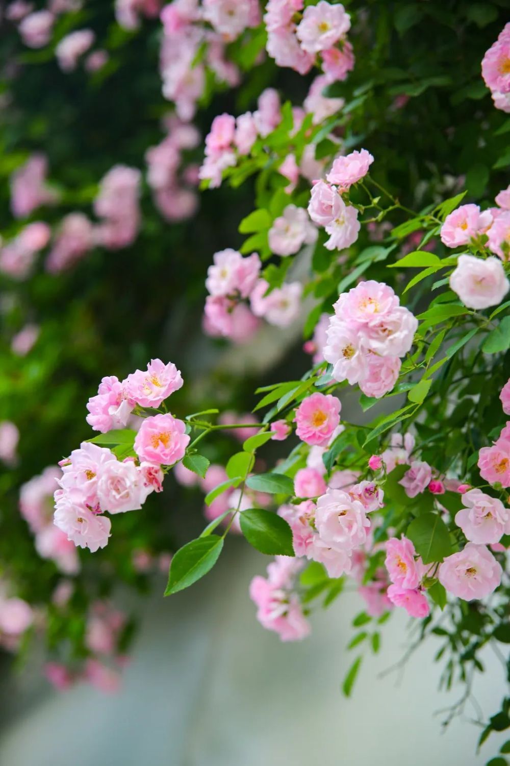 蕃薯藤tina庄园超美蔷薇花上线!快来天府农博园打卡春日浪漫_腾讯新闻