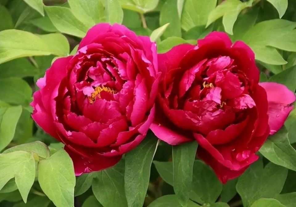 出淤泥而不染,濯清涟而不妖,荷花名句,千古流传_腾讯新闻