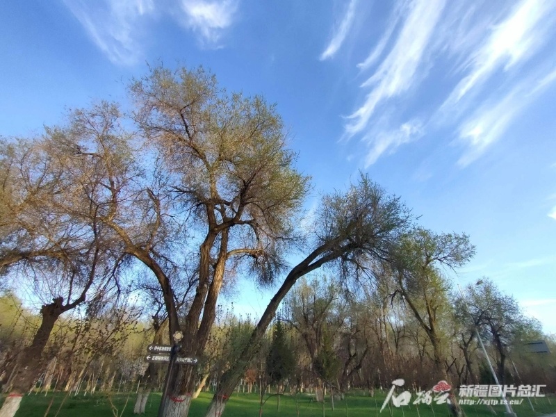 伊宁县春日一角.