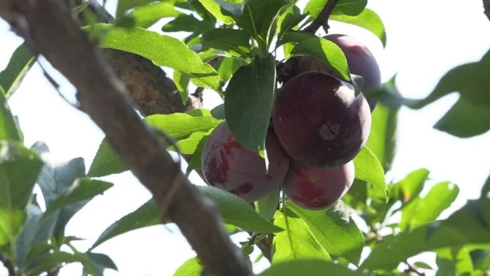 果蔬产业唱大戏  乡村振兴谱新篇