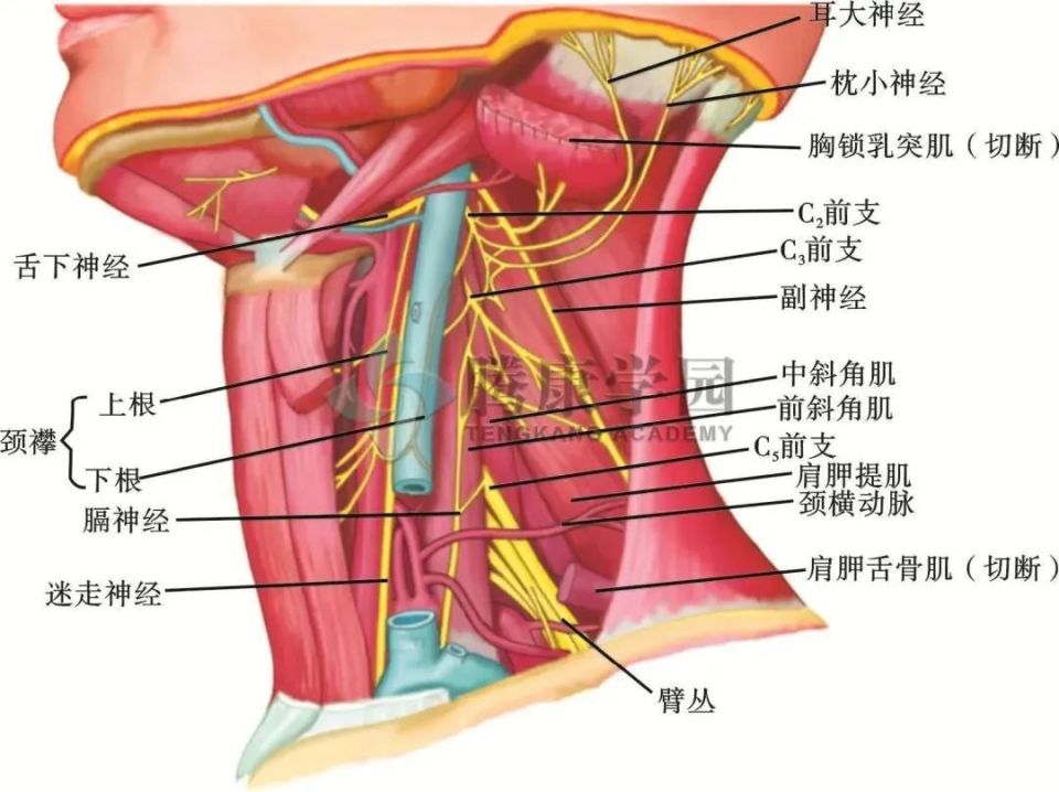 伏案工作者的常见病症:颈源性头痛