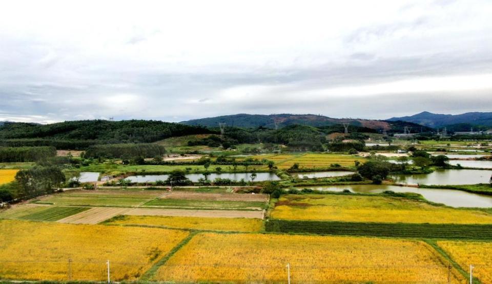 广州花都赤坭的丰收图金色大地喜悦满人间