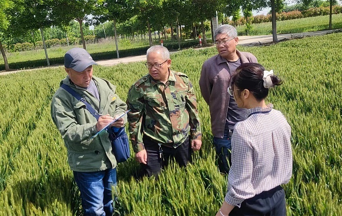 临渭区开展2022年粮食绿色高质高效行动项目方田测产