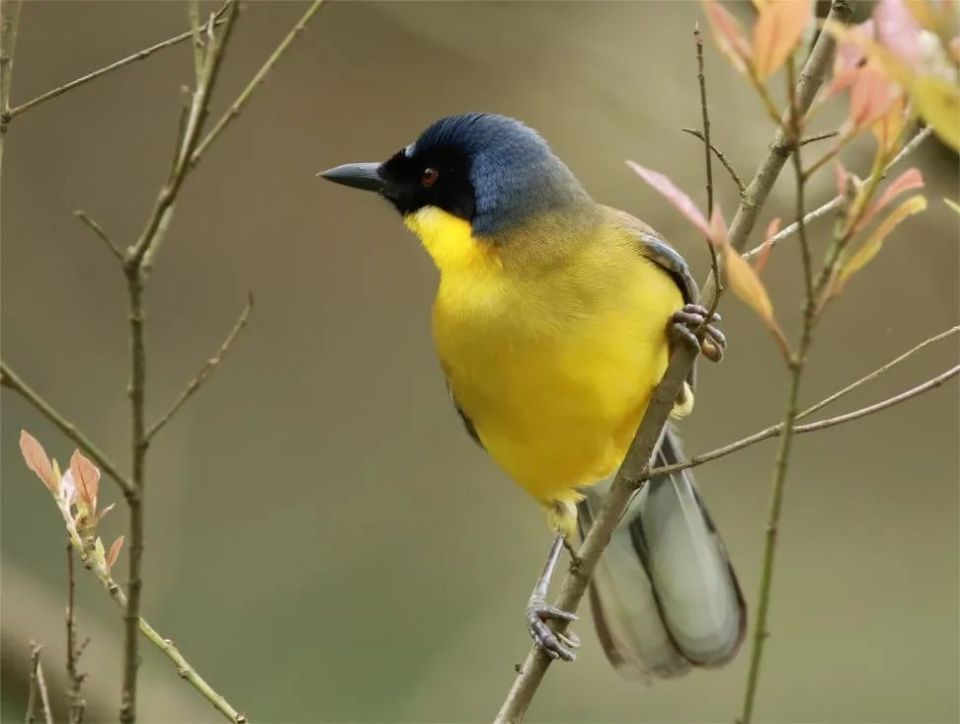 极危物种蓝冠噪鹛长时间序列的种群时空动态