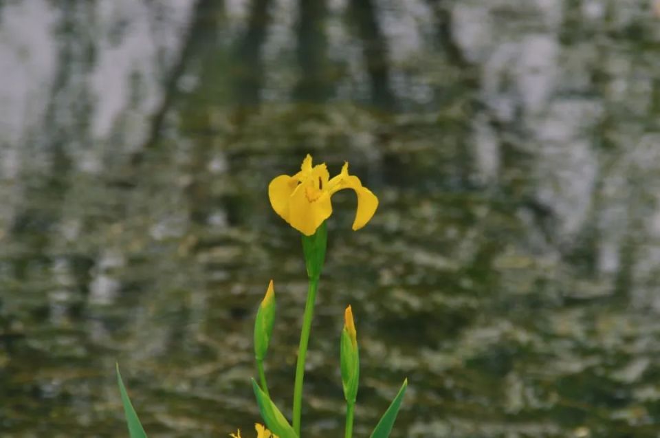 青浦环城水系公园丨送给你暮春到初夏的"繁花",来收图