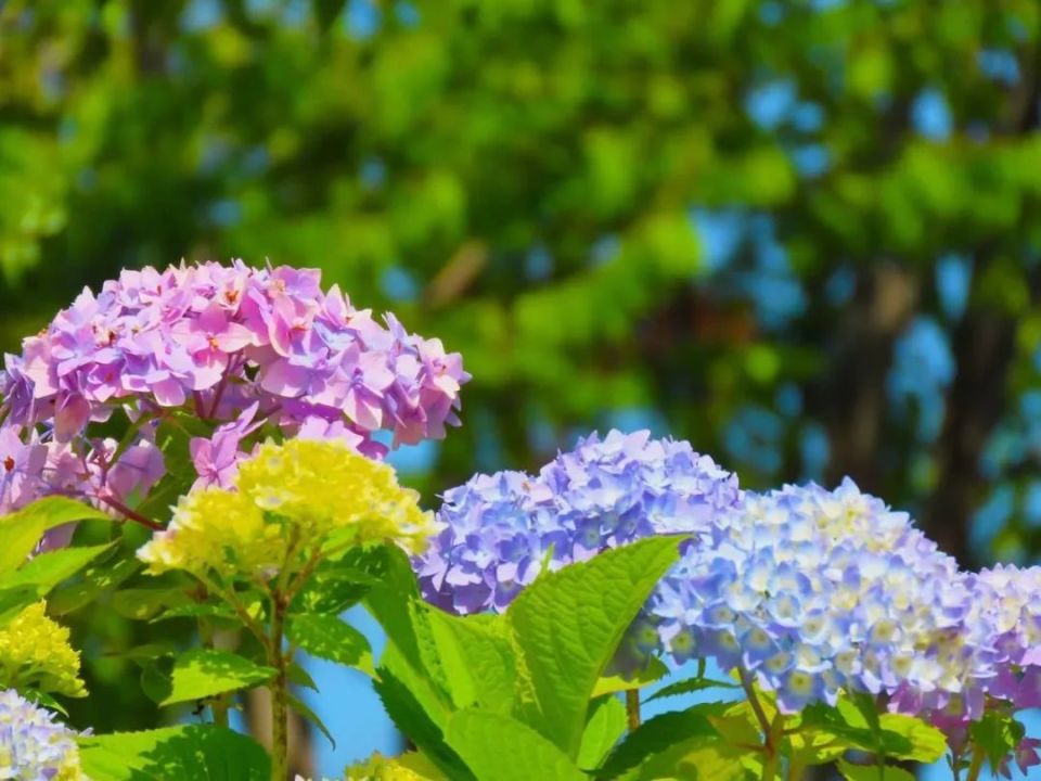 汉中新上线"夏日花海",浪漫藏不住!