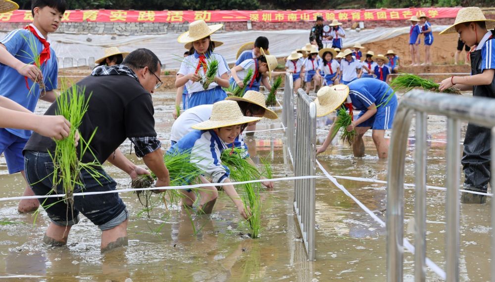课堂搬进田间深圳白芒小学三百名学生下田插秧