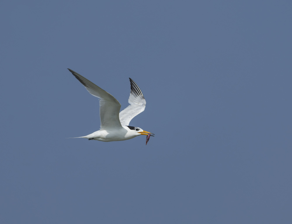 美丽山东推荐官中华凤头燕鸥在胶州湾有了人工夜栖地