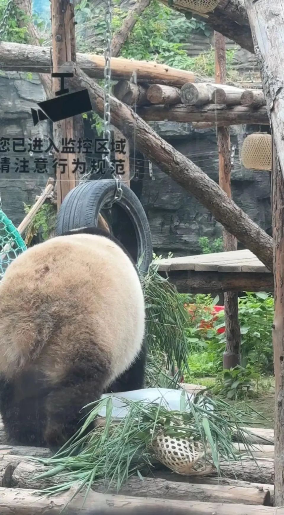 在北京动物园直播"顶流"熊猫有规矩,违规三次就禁播