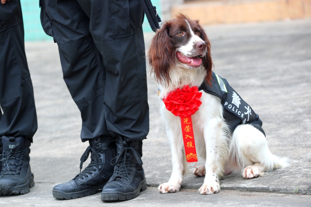 再见"酷熊",你好"飞机"!佛山公安警犬基地举行警犬退役与新犬入列仪式