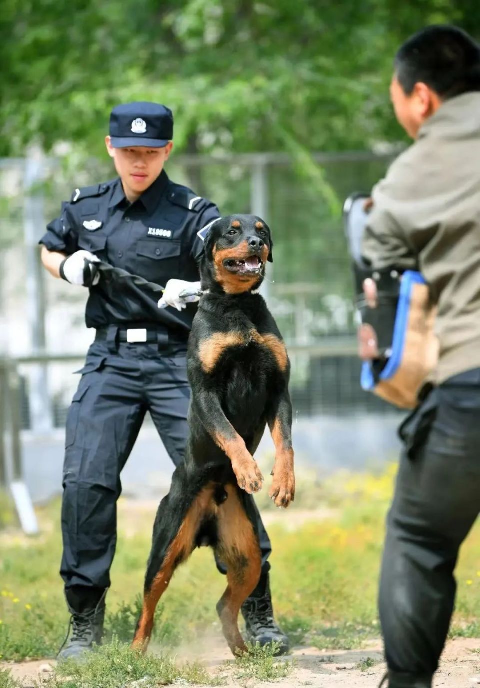 听警犬"tiger"说说