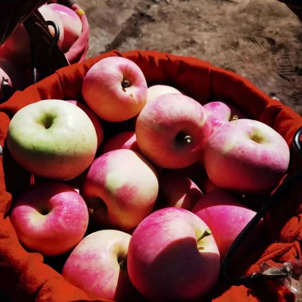 昌平苹果丰收啦!苹果文化节系列精彩活动明天开启～_腾讯新闻