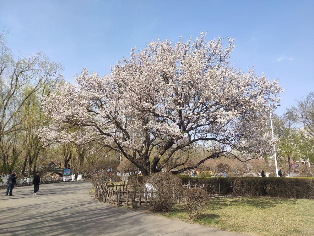 冰城古梨园"高龄"老树开花啦!