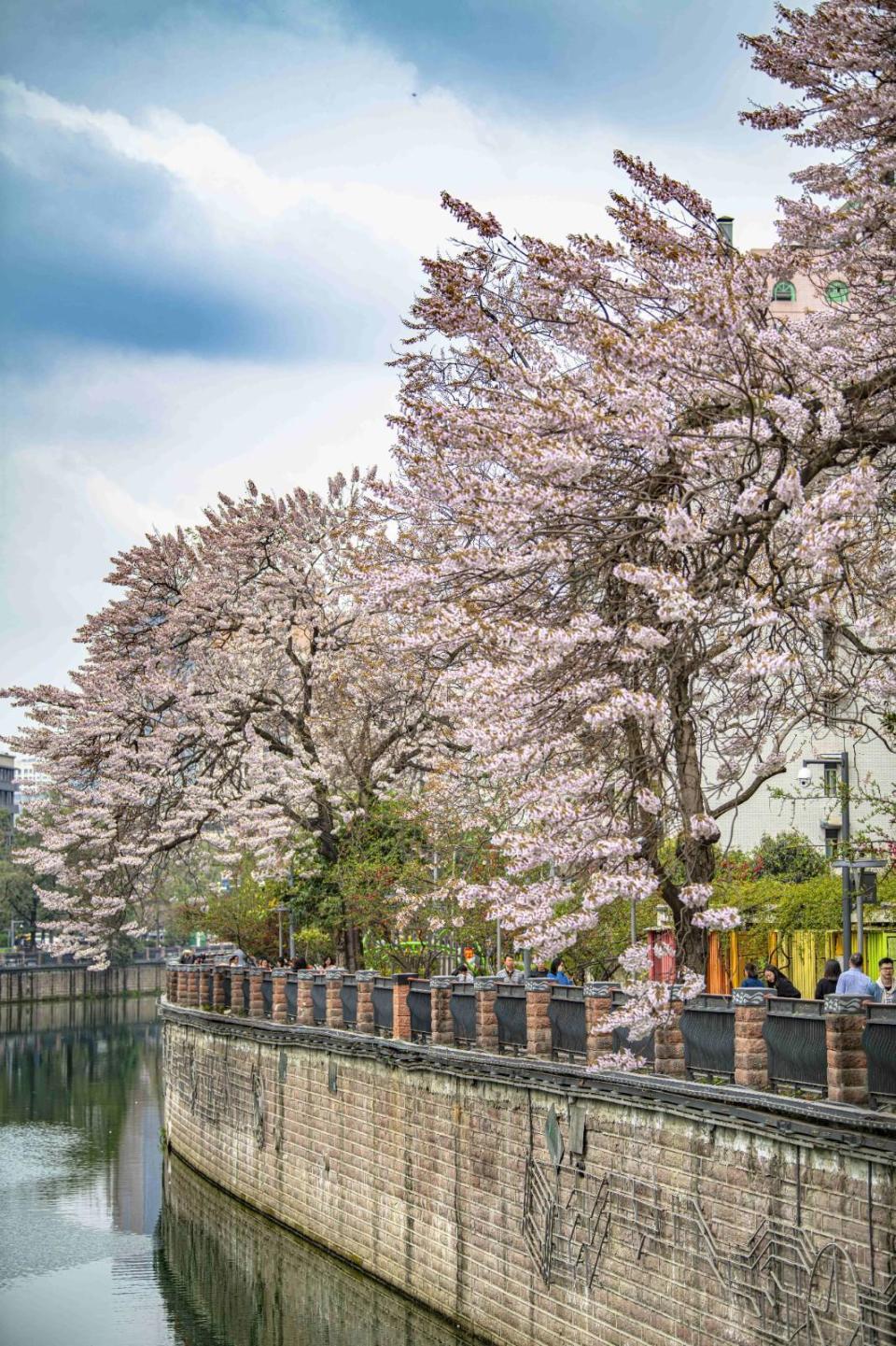 红星桥泡桐花地址图片