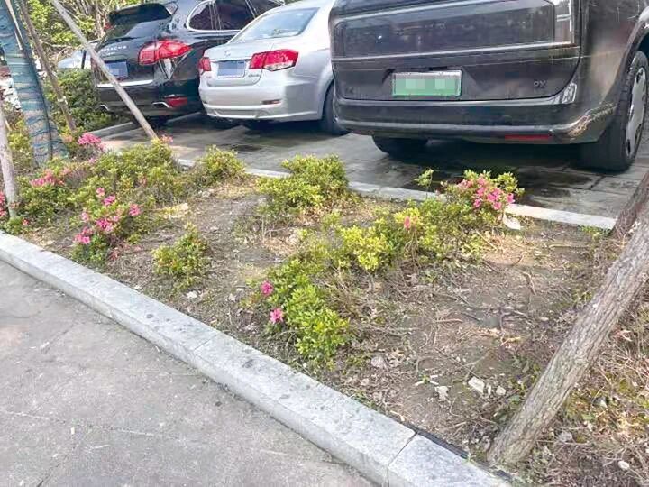 “本该是杜鹃花最美的时候……”杭州一绿化带被踩秃了，能不能补种并加装围栏？_腾讯新闻