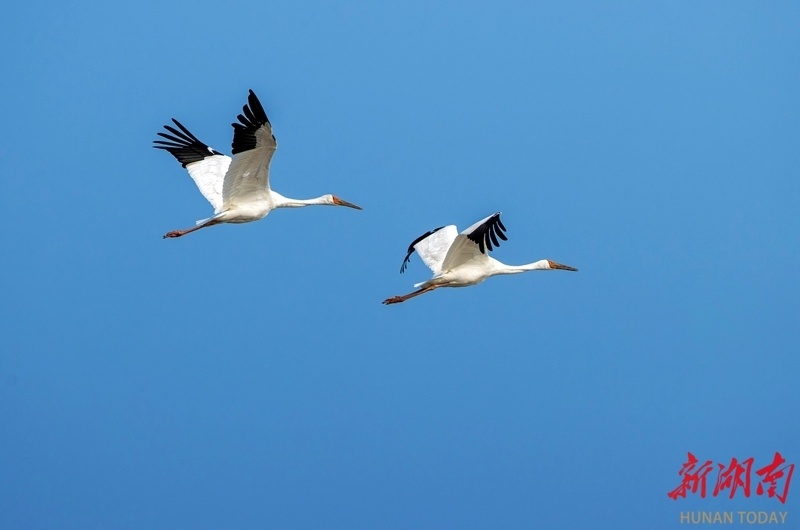 11月18日,岳阳市东洞庭湖自然保护区,国家一级保护动物白鹤比翼双飞