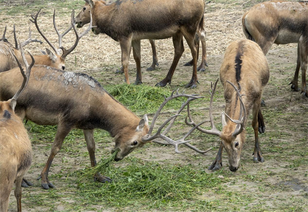 摄)麋鹿是国家一级保护动物,泰州市姜堰区溱湖国家湿地公园自1996年