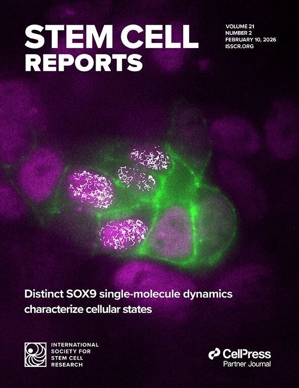 王红梅研究员出任国际干细胞研究学会期刊Stem Cell Reports副主编_腾讯新闻