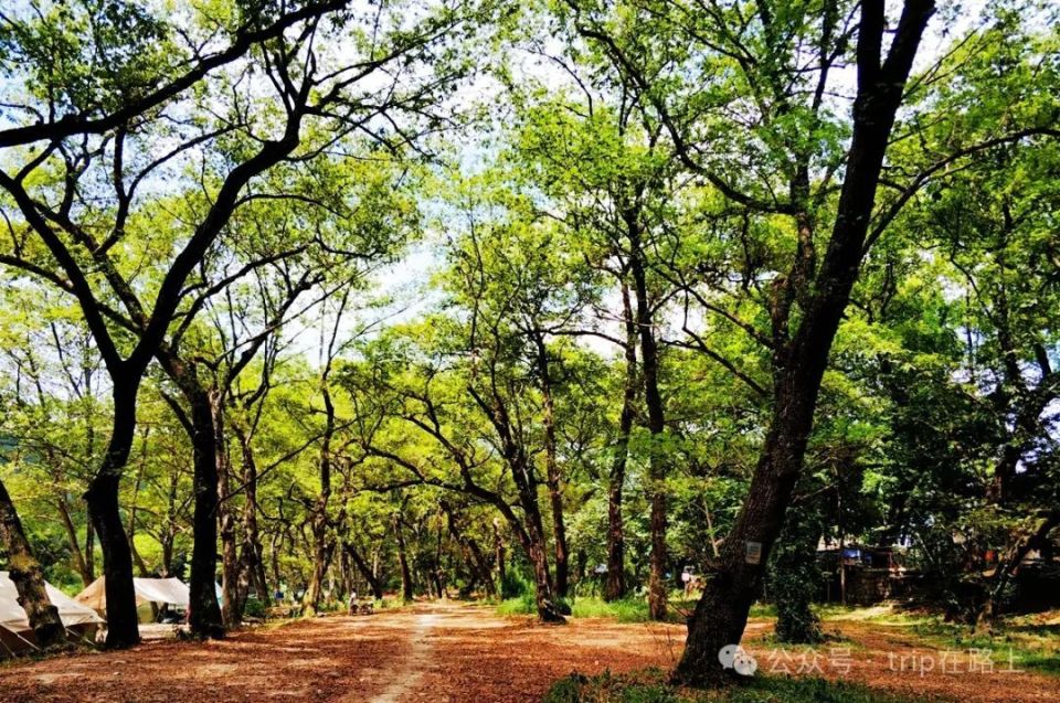 宁波版"绿野仙踪",太美了,在这里赏景,人生就不"卷"了