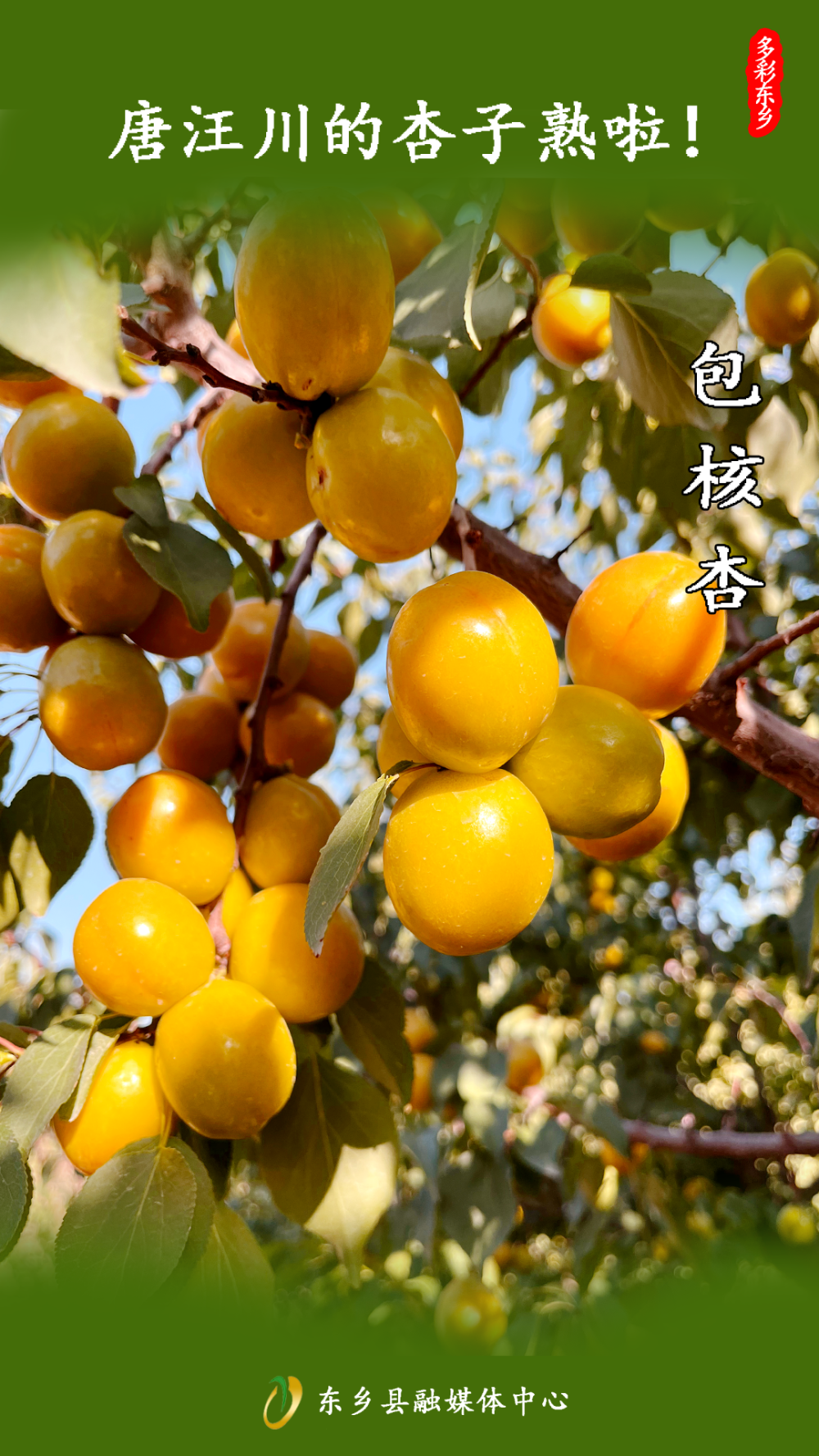 临夏唐汪川杏子图片