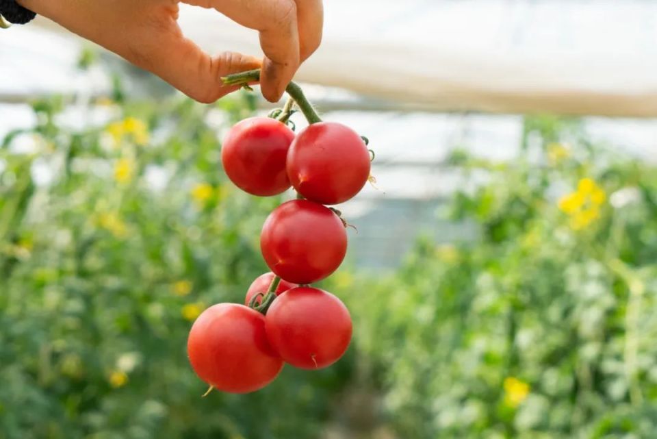 好久没吃到这么好吃的小番茄了,"龙珠"小番茄上市啦!