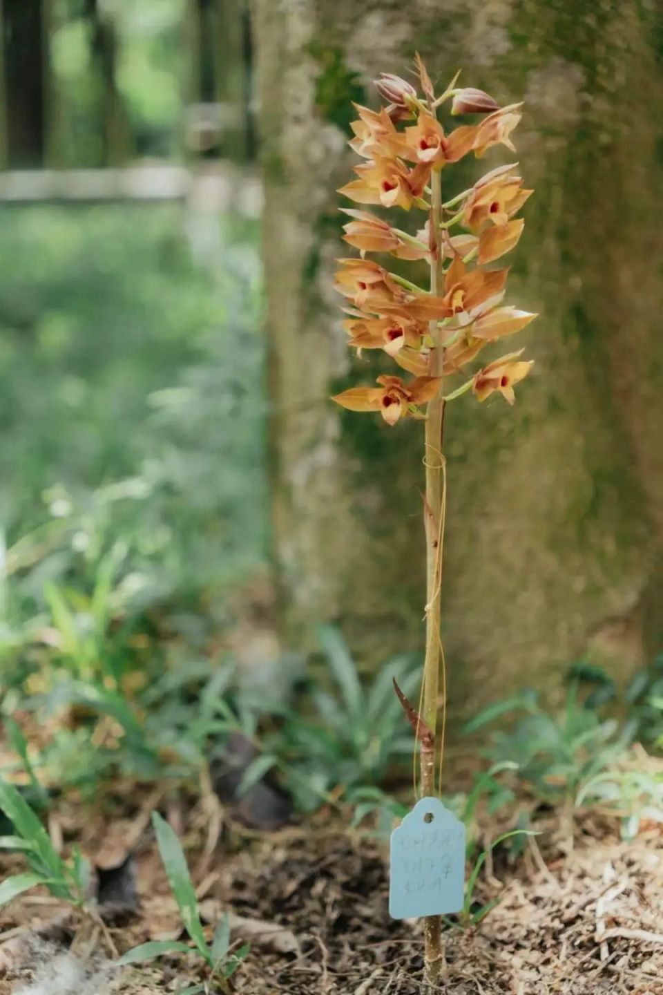 深圳南山一公园发现珍稀植物无叶美冠兰