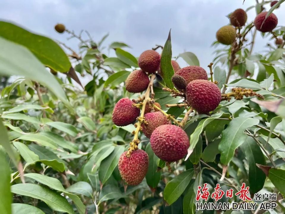 暗区突围外挂哪里购买