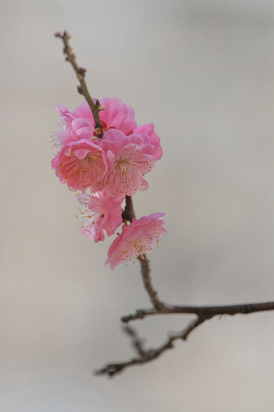 锦光梅花图片图片