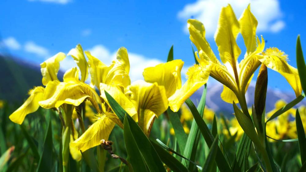 千城胜景黄金鸢尾满山开盛夏天山披金甲