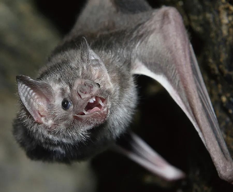 动物王国里的"吸血鬼"_腾讯新闻