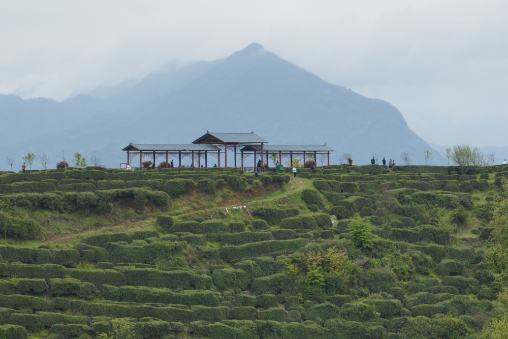 秦巴山区 绿叶生金_腾讯新闻