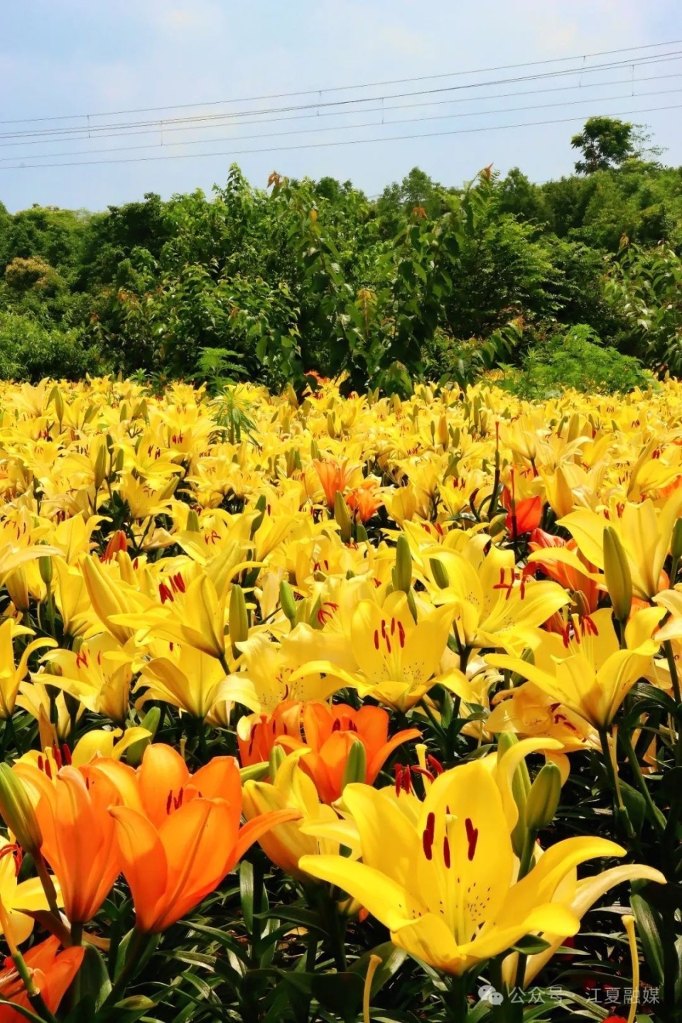 江夏这片花海盛放