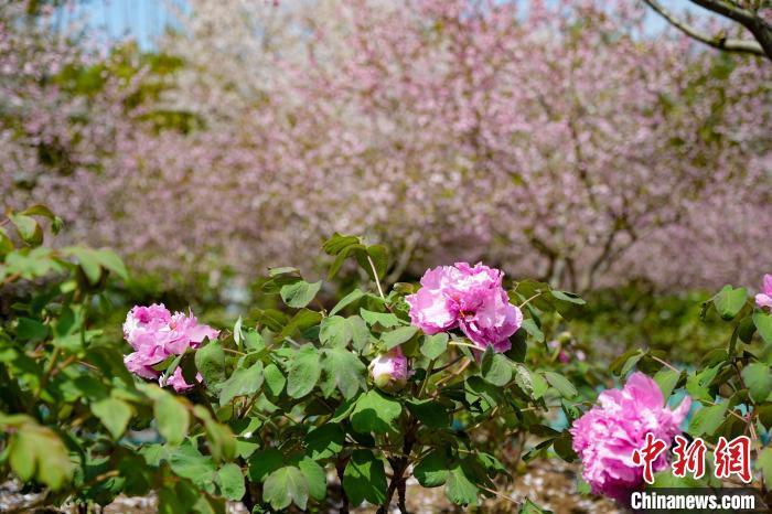 湖北武汉江南牡丹第一园牡丹花会开幕