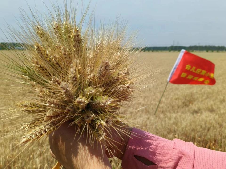 台儿庄区举行黑小麦田间观摩现场会