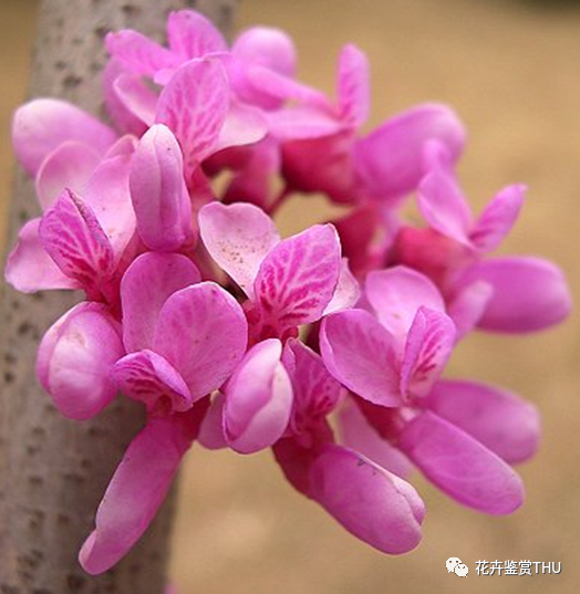 紫荆公寓,紫荆操场,紫荆食堂……紫荆花为什么是清华的象征