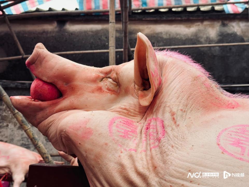 猪的高光时刻在这_腾讯新闻