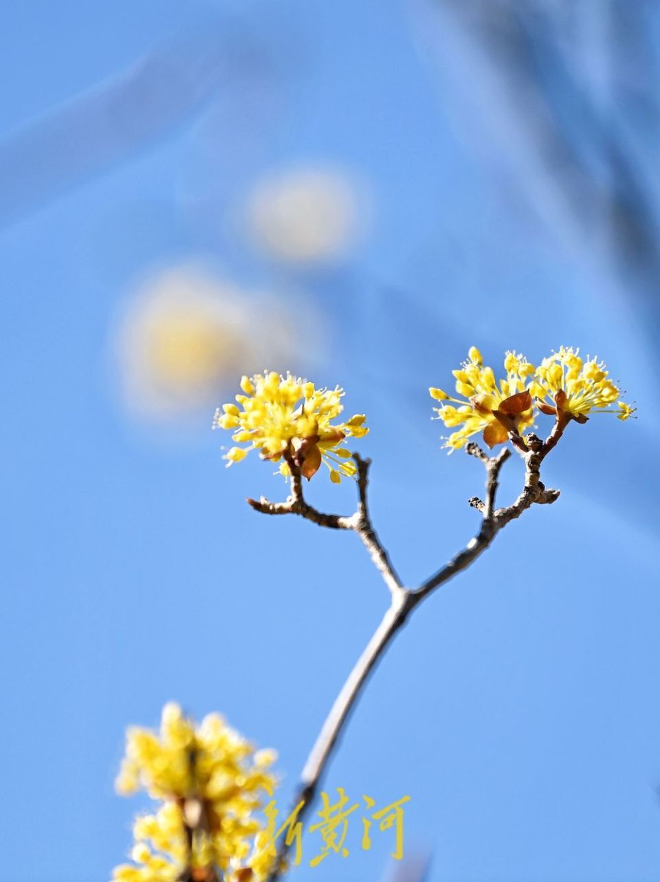 济南千佛山上茱萸花暖阳中绽放 | 新黄河镜相