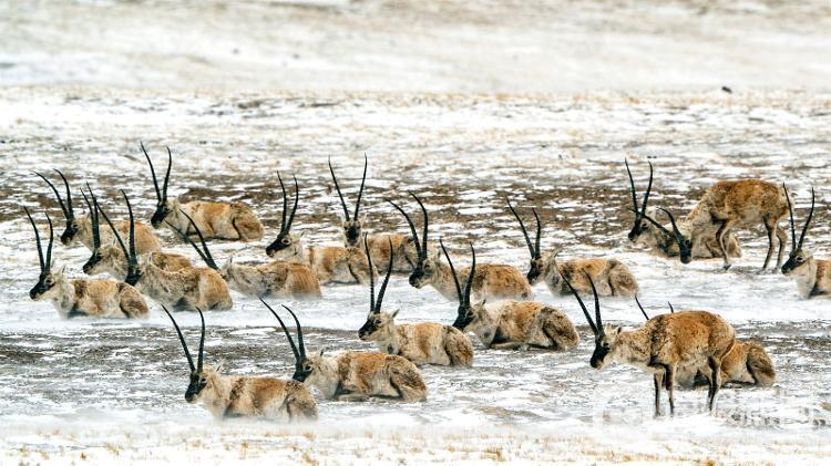 景深丨 神奇的藏羚羊迁徙
