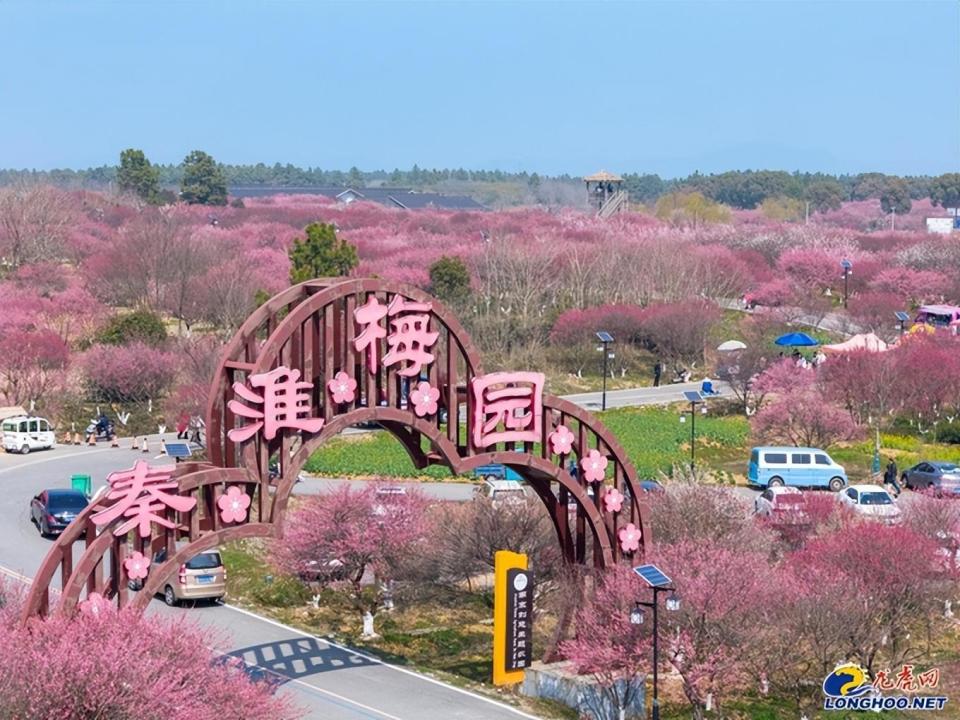当下,除了可以在三叶梦华苑赏百花,附近的秦淮梅园的梅花也正值盛花期