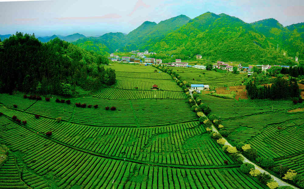 湖南风物志·茶宇宙