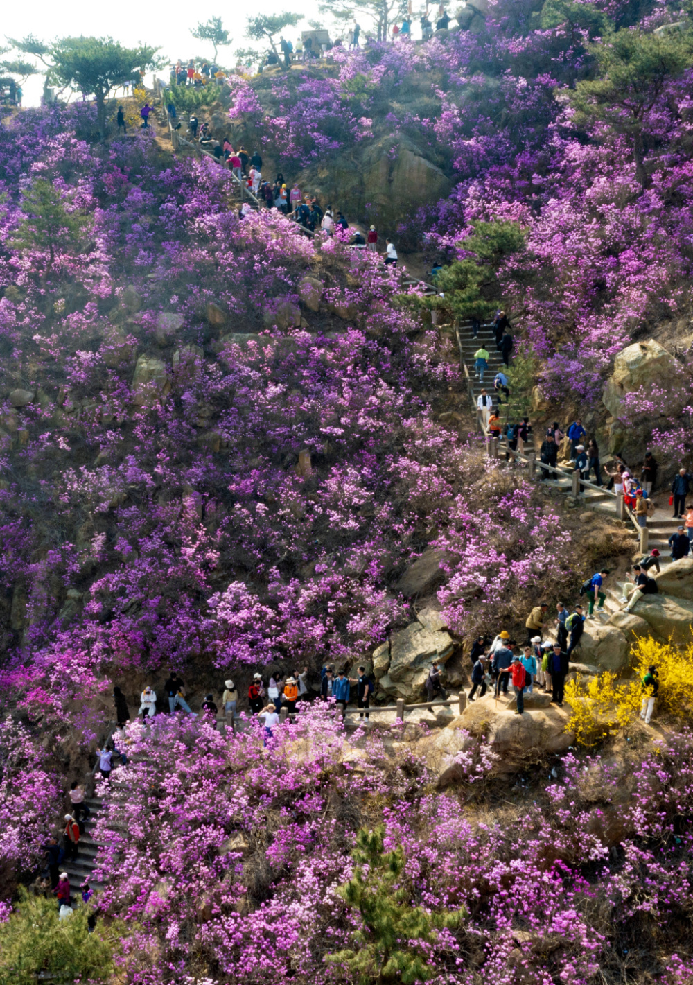 大珠山万亩杜鹃花即将进入赏花期