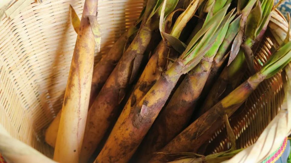 【一天一点普洱(3130)】普洱味道丨不可错过的山林美味——苦笋