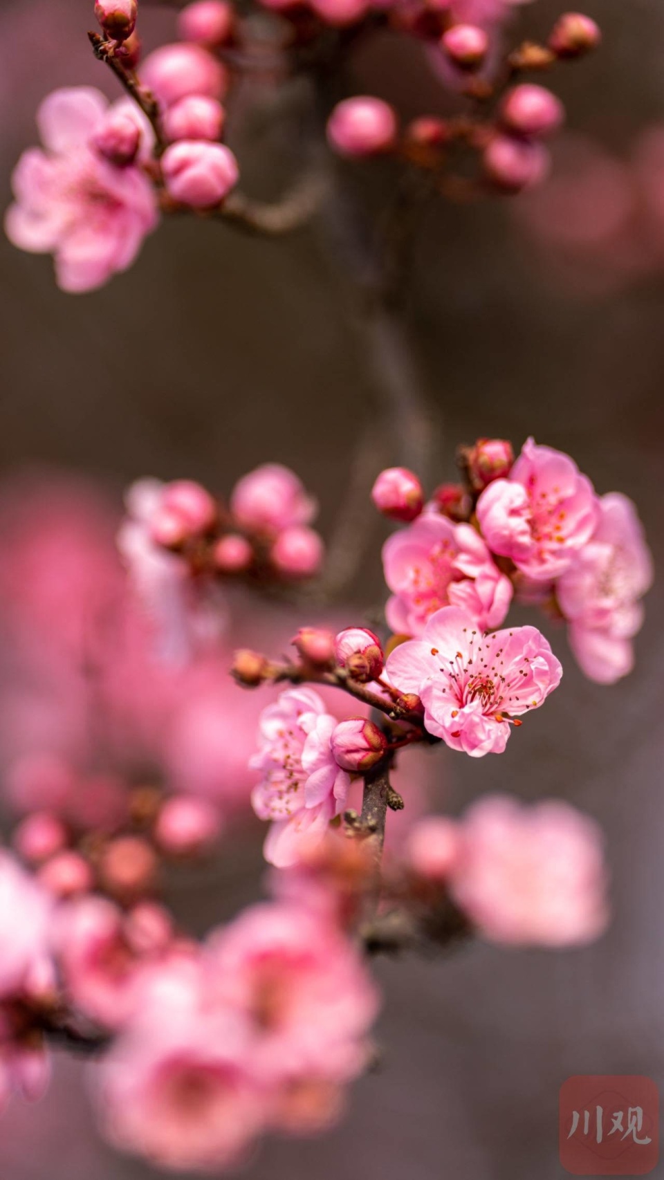 c视觉丨金堂:红梅花开春日好