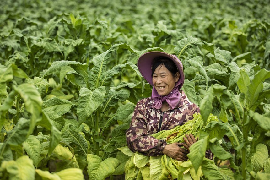 贵州毕节烟叶采收忙