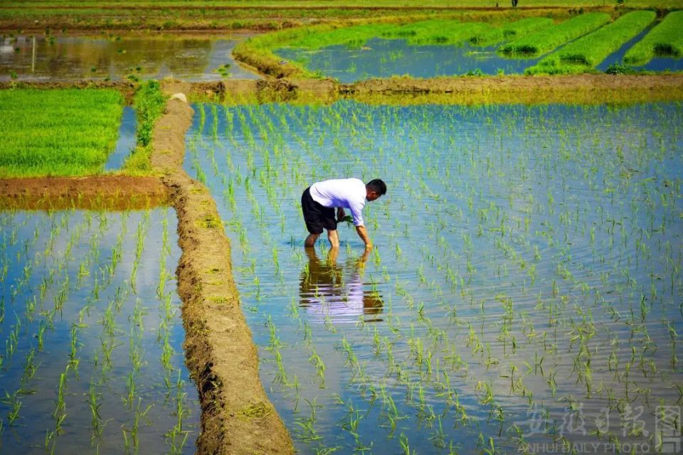 插秧咯!岳西的田间地头忙起来了!