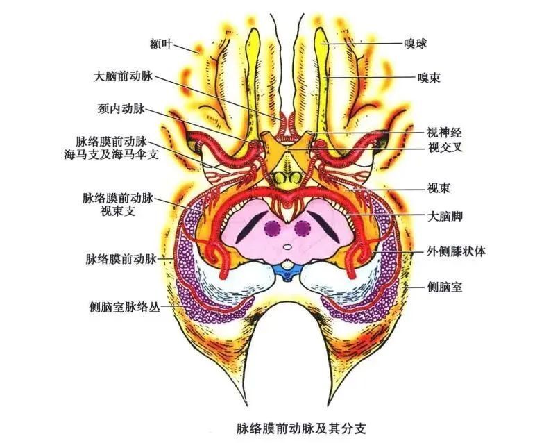 由一條主幹發出)→在視n上方向前內行→大腦縱裂→沿胼胝體溝向後行